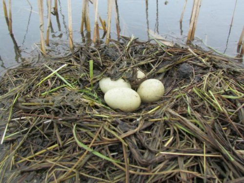 гнездо Черношейной поганки (Podiceps nigricollis Brehm, 1831)