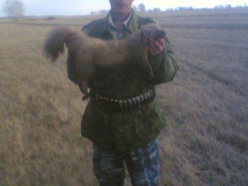 Куница
