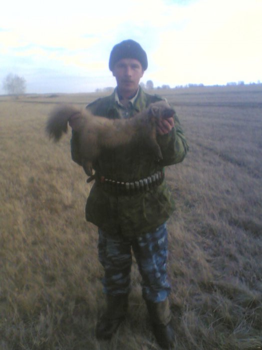 Куница