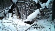 Приманка для соболя
