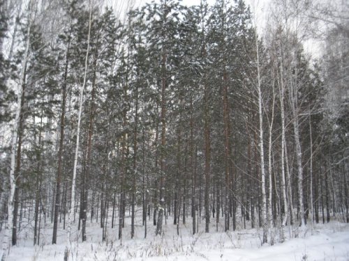 Рукотворный лес.