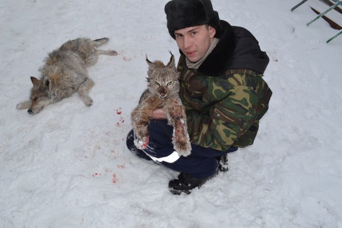 Рысь, волк.