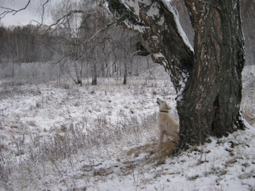 охотники