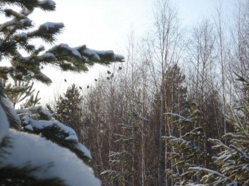 Косачи