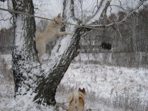 охотники