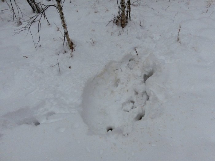 Лосиная лежка дневная