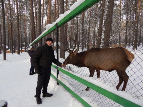 Марал