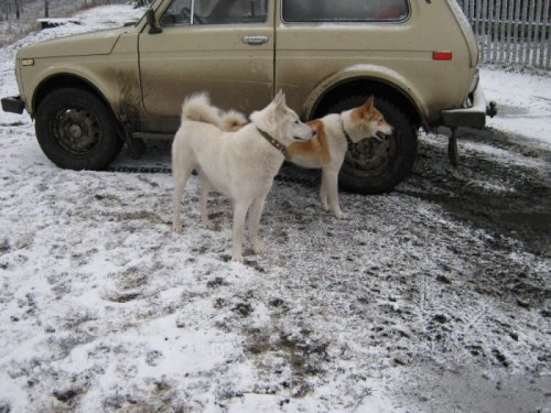охотники