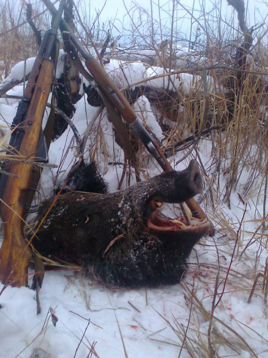 Клыкастый