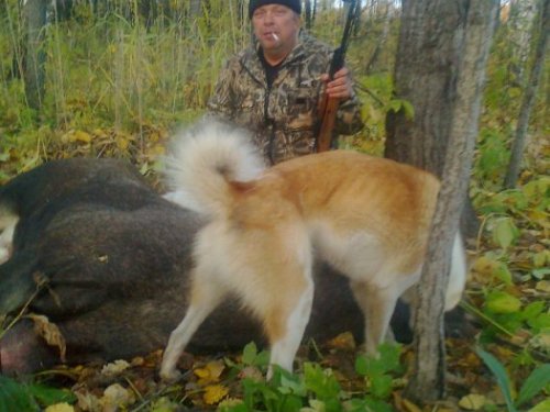 на лося