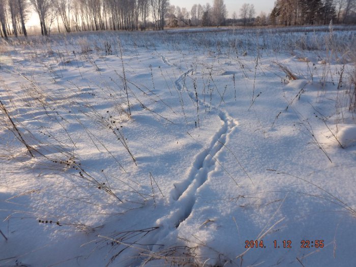 След косули.
