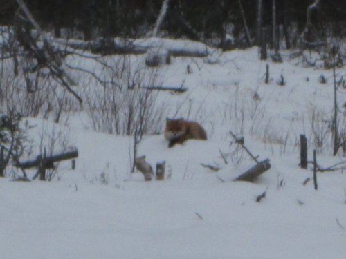 кума на лёжке.