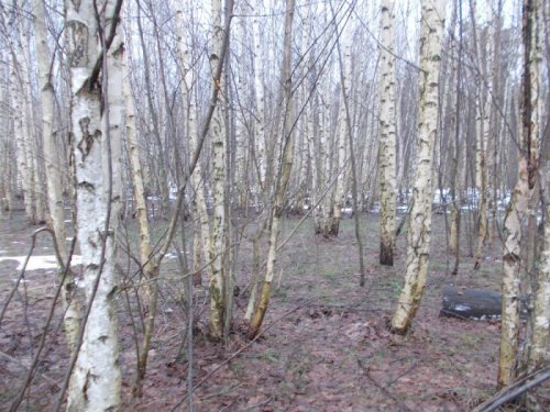 11 января, зимой не пахнет в Московской области