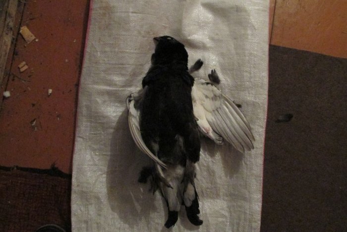 косачик
