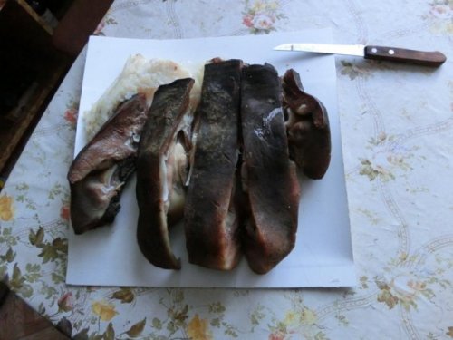 Лосиная губа