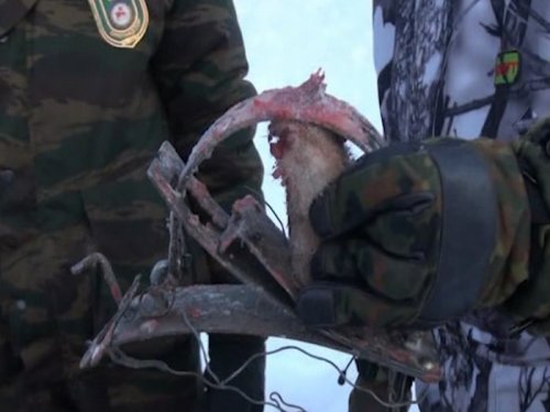 Облава на волков 2. Якутия, -48 по Цельсию