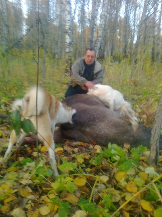 на лося