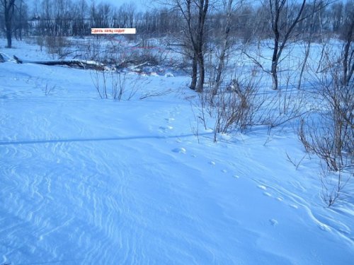 Заяц VS Охотник.