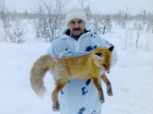 Лис