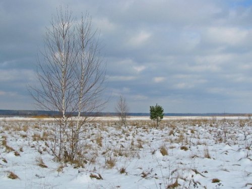 Берёзки