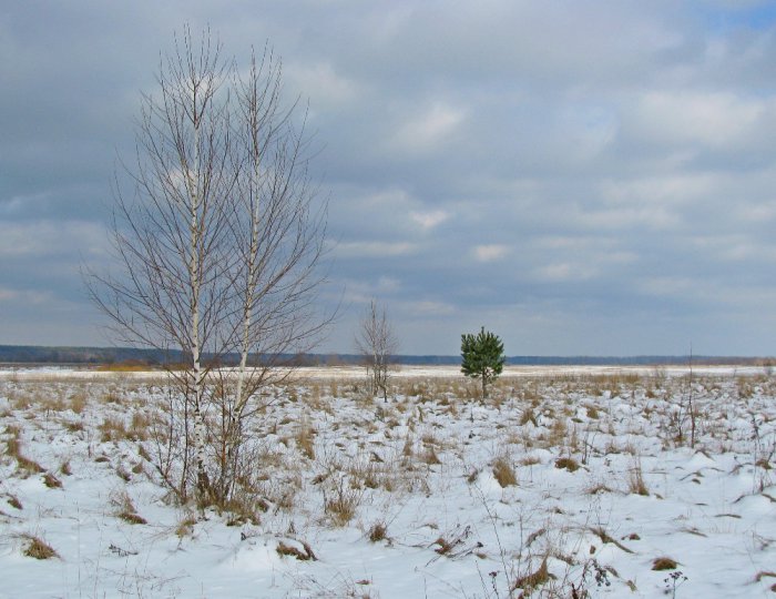 Берёзки