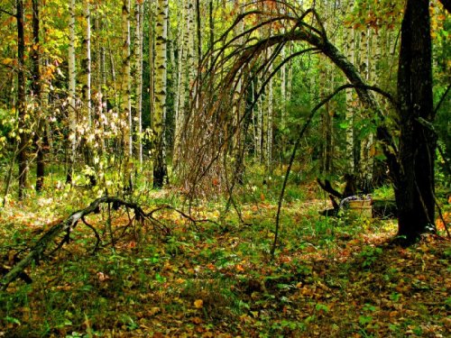 Осенняя краса