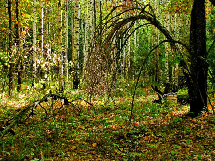Осенняя краса