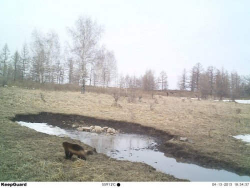 Росомаха