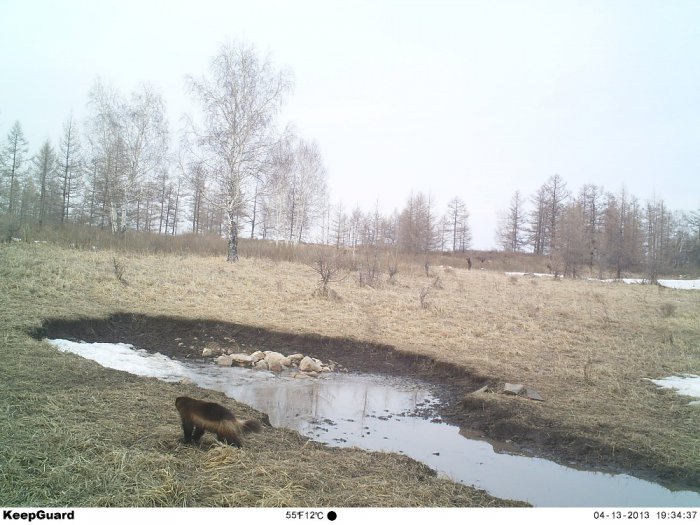 Росомаха
