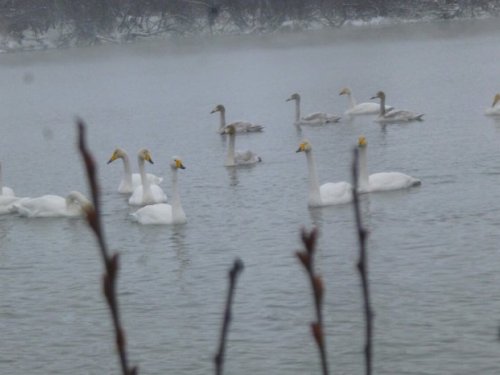 Алтай 26.01.14.