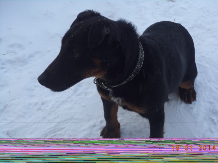 рей.