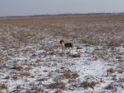 Баян на прогулке