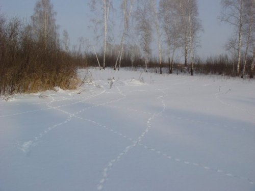 Аэродром для косачей.