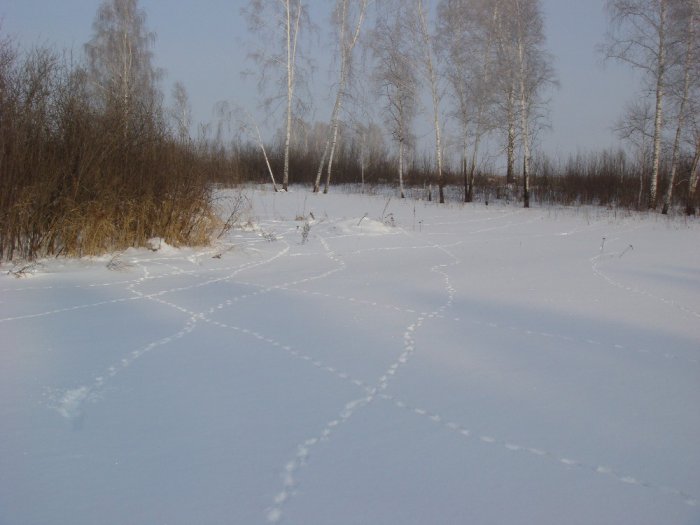 Аэродром для косачей.