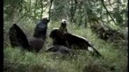 Golden Eagle Attack Нападение орла на токующих глухарей