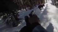 Встреча с лосем | Unexpected encounter with a moose