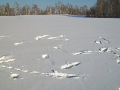 Лунки косачей.