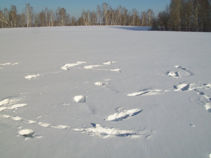 Лунки косачей.