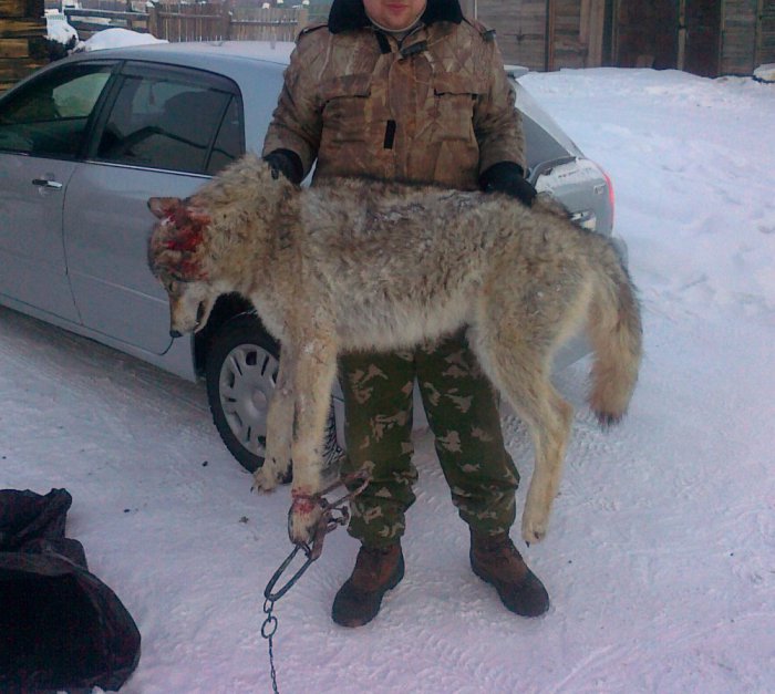 Санитар леса!