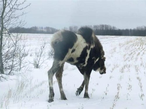 Не фотошоп ...