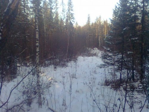 дорога в тайгу