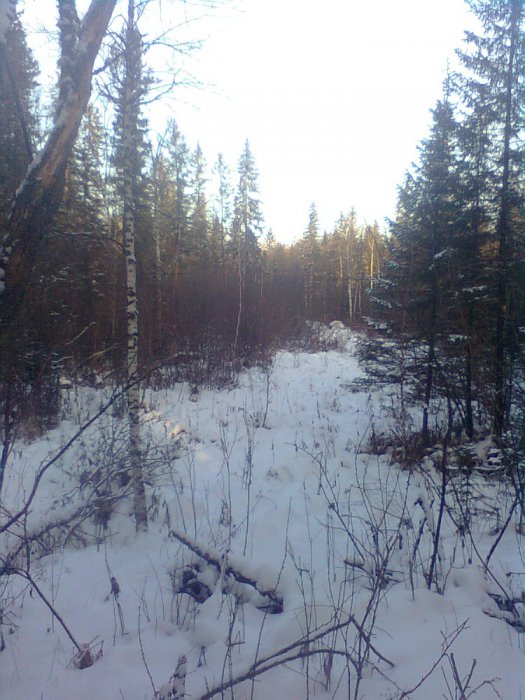 дорога в тайгу