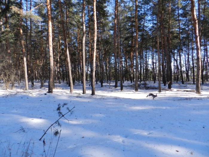 Русак