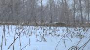 Кино из цикла "как подходили к лисам"