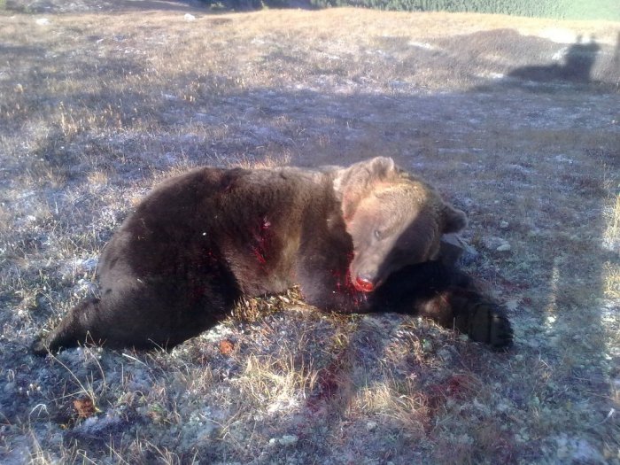 мишка