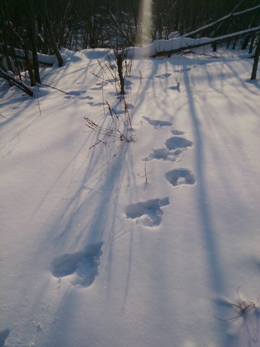 Свежачёк