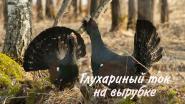 Глухариный ток на вырубке