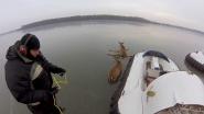 Козы, позитивное видео ...