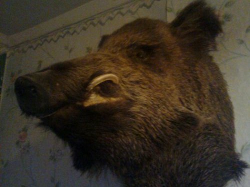 хрюша