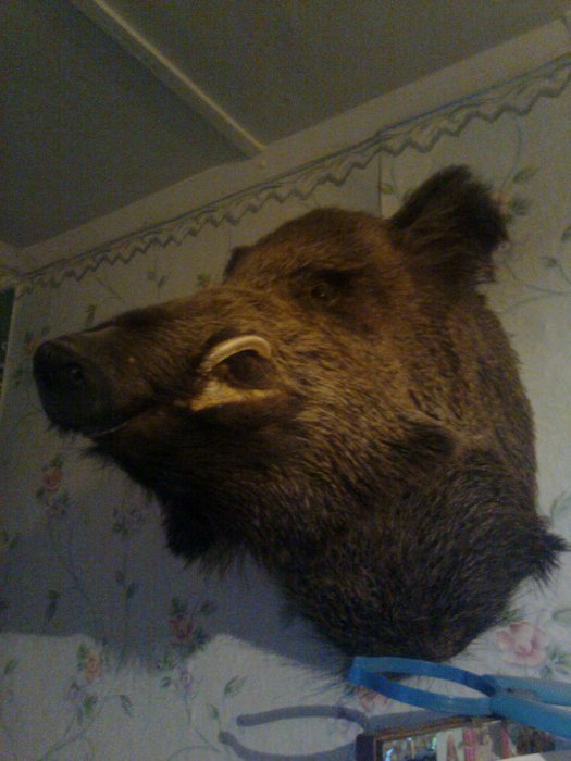 хрюша